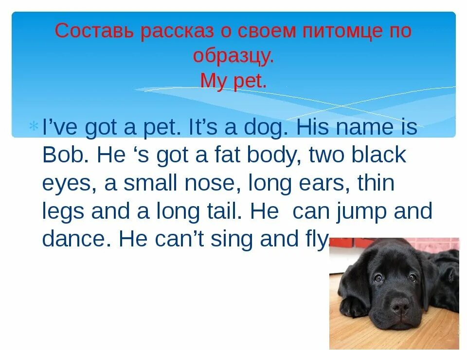 He s got this. Рассказ про собаку на английском языке. Рассказ про мою собаку на английском. Рассказ про собаку по английскому языку 2 класс. Текст про собаку на английском.