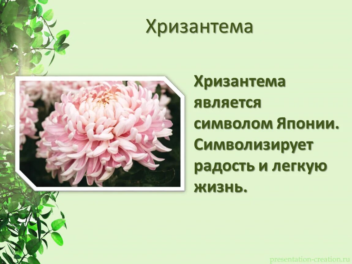 Растение символ страны. Растения символы разных стран. Символ растения. Какие растения символы разных стран-. Символом чего является Хризантема.