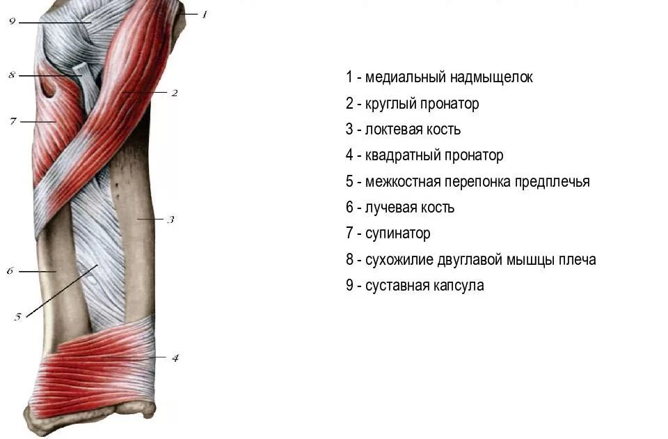 Локтевой сустав мышцы и сухожилия. Мышцы пронаторы и супинаторы. Супинатор и пронатор в анатомии. Мышцы пронаторы предплечья. Круглый пронатор мышца предплечья.