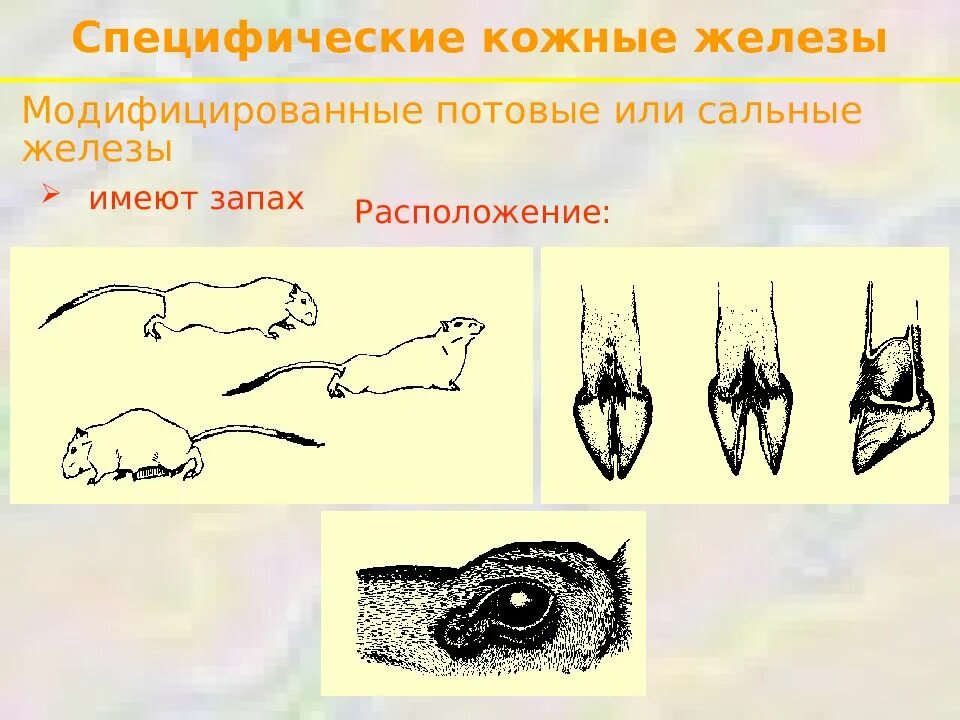 Рептилии имеют потовые железы. Кожные железы млекопитающих. Кожа с железами млекопит. Потовые железы у млекопитающих. Кожные железы млекопитающих сальные ?.