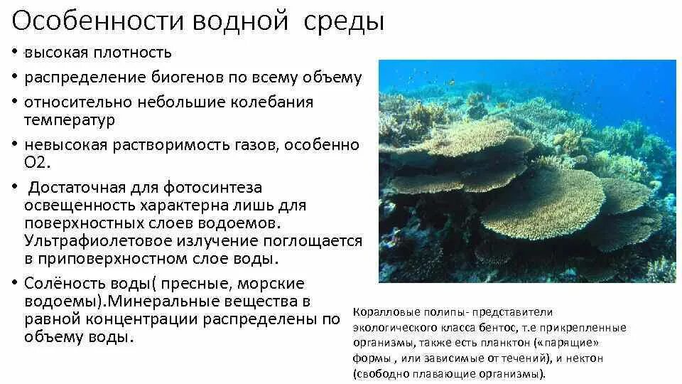 Особенности среди организмов. Особенности водной среды обитания. Характеристика водной среды. Водная среда обитания особенности среды. Среды жизни организмов.