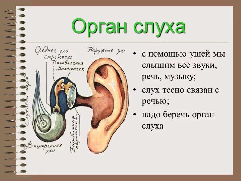 Буквы мы но мы их не слышим. Строение органа слуха человека. Уши орган слуха. Органы чувств человека ухо. Орган слуха для дошкольников.