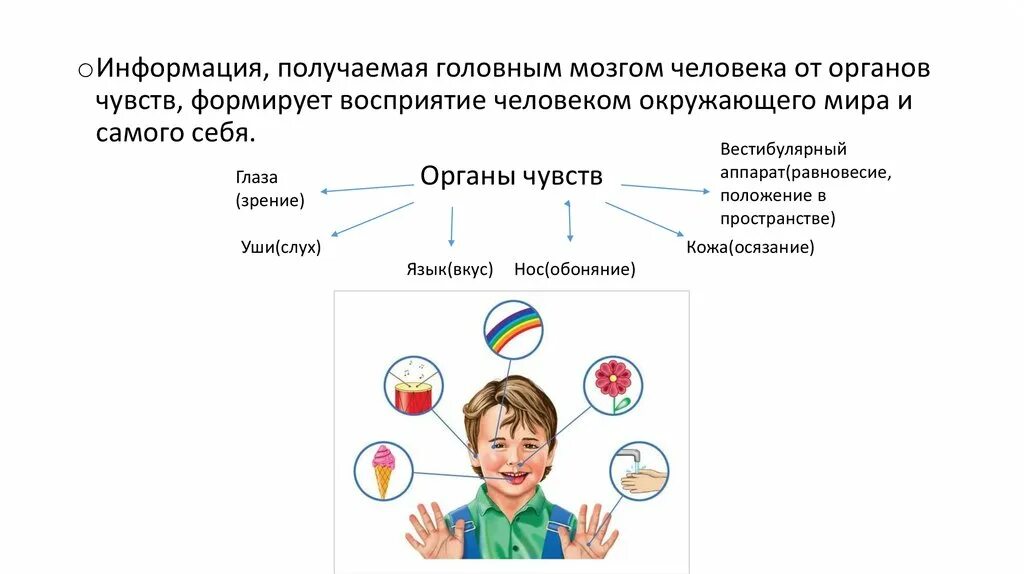 Как человек воспринимает красоту. Каналы восприятия информации. Каналы восприятия информации человеко. 6 Чувств человека. Органы чувств 8 класс биология.