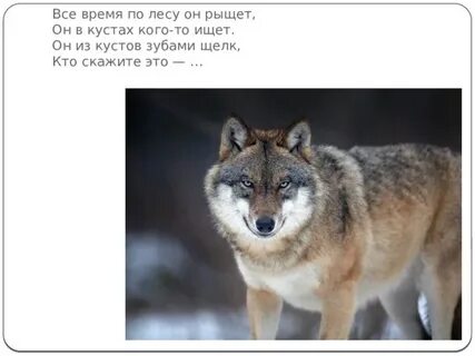 Серый волк зубами щелк