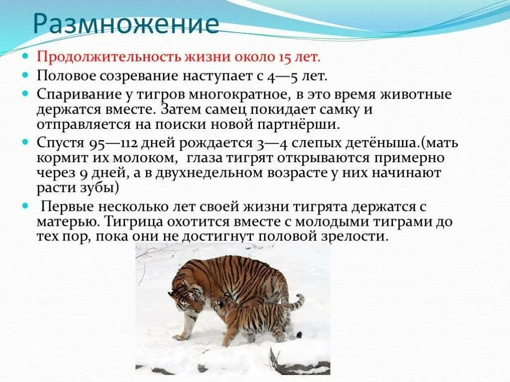 Тигр размножение. Амурский тигр Продолжительность жизни. Продолжительность жизни Амурского тигра. Презентация о Амурском Тигре.