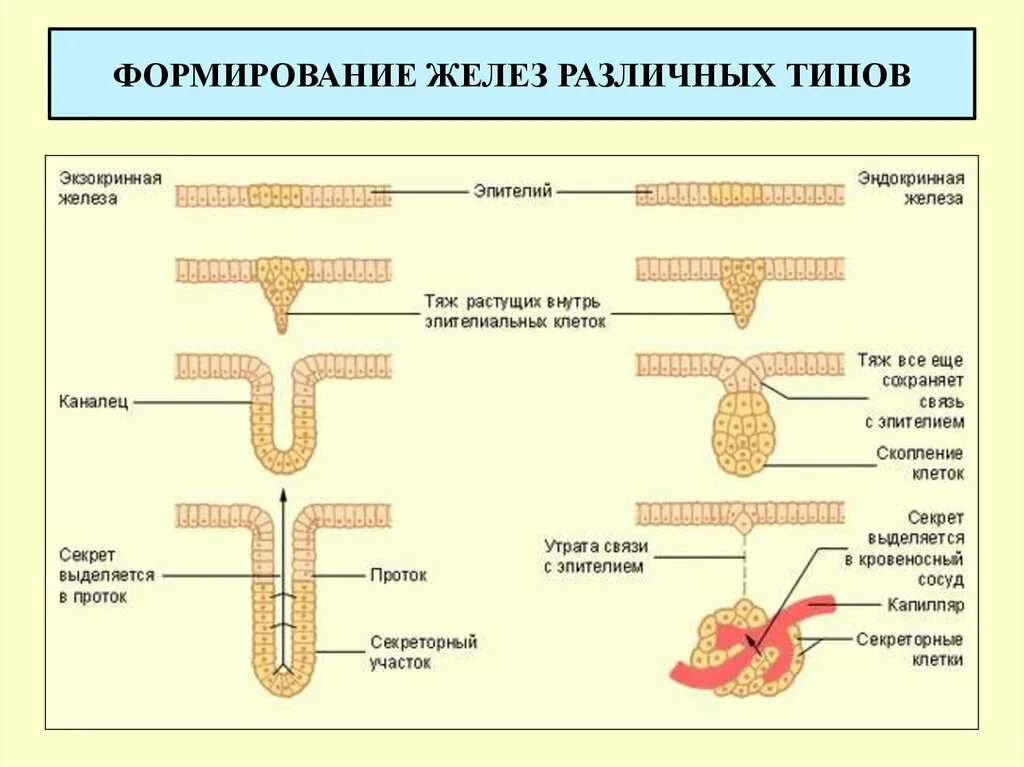 Верховые железа. Железистый эпителий классификация желез. Экзокринные железы классификация строение. Классификация железистого эпителия гистология. Железистый эпителий экзокринный и эндокринный.