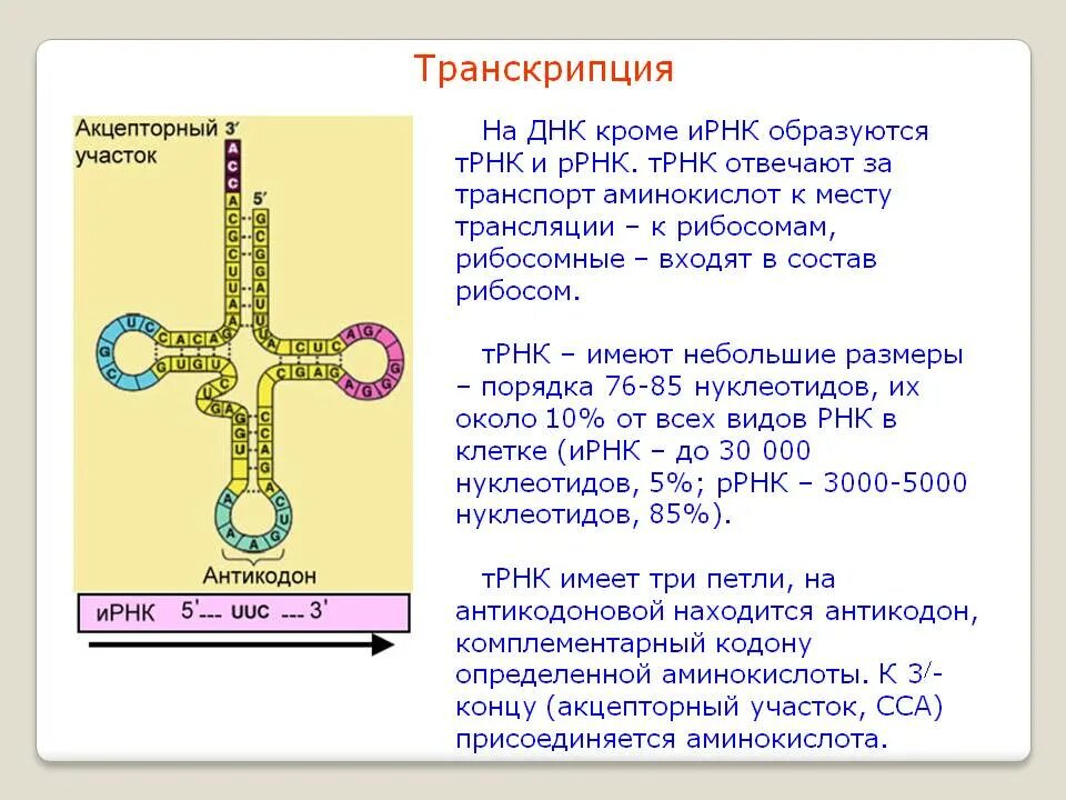 Соединение трнк с аминокислотой. ТРНК образуется в процессе транскрипции на матрице ДНК. Взаимодействие ТРНК С аминокислотой. Транскрипция транспортной РНК. Транскрипция ИРНК.