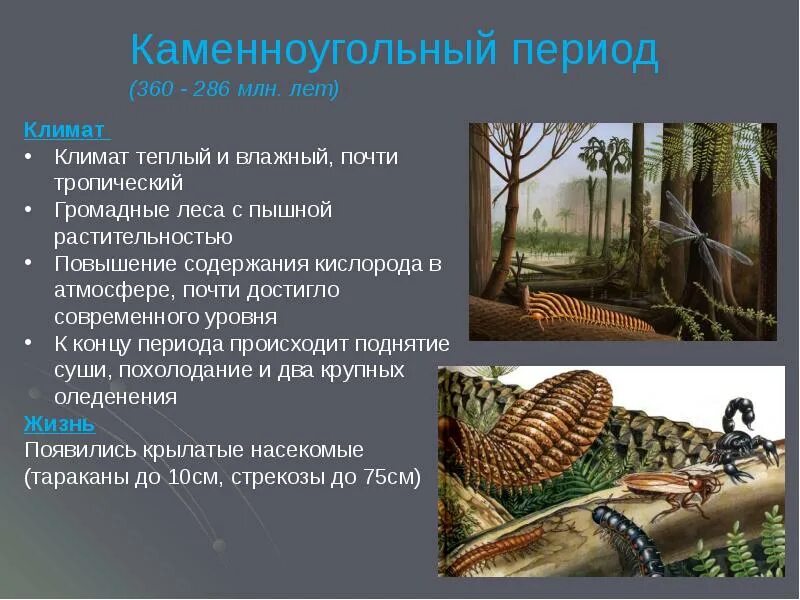 Каменноугольный период палеозойской. Формирование каменного угля в период палеозоя. Формирование каменного угля в период палеозоя. Каменноугольный период палеозойской эры. Происхождение угля.