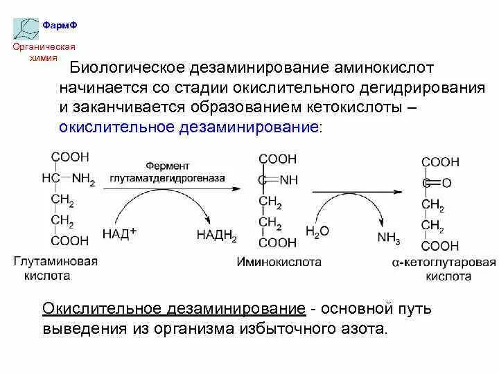 Реакция окислительного дезаминирования. Прямое и Непрямое дезаминирование аминокислот. Биологическая роль окислительного дезаминирования глутамата. Прямое окислительное дезаминирование глутамата. Прямое окислительное дезаминирование аминокислот схема.