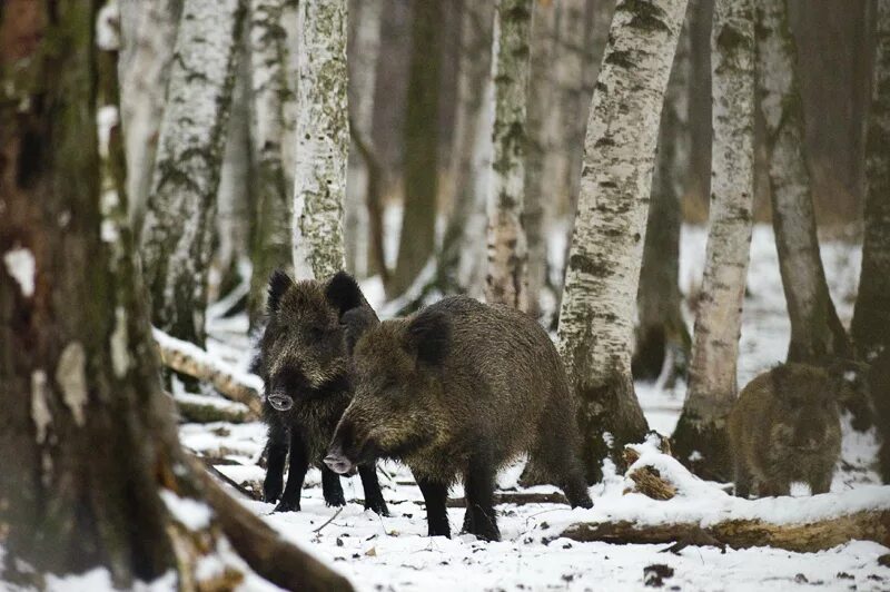 кабаны в битцевском парке. дикие животные в городе. дикие кабаны в лосином острове. лосиный остров национальный парк кабаны. лосиный остров москва кабаны.