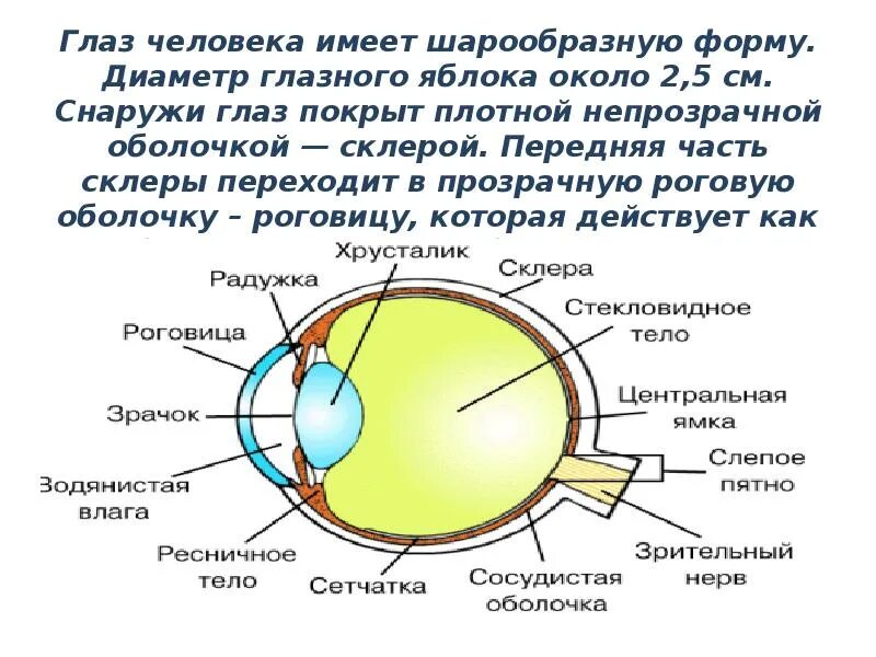 Чем покрыт глаз с передней стороны