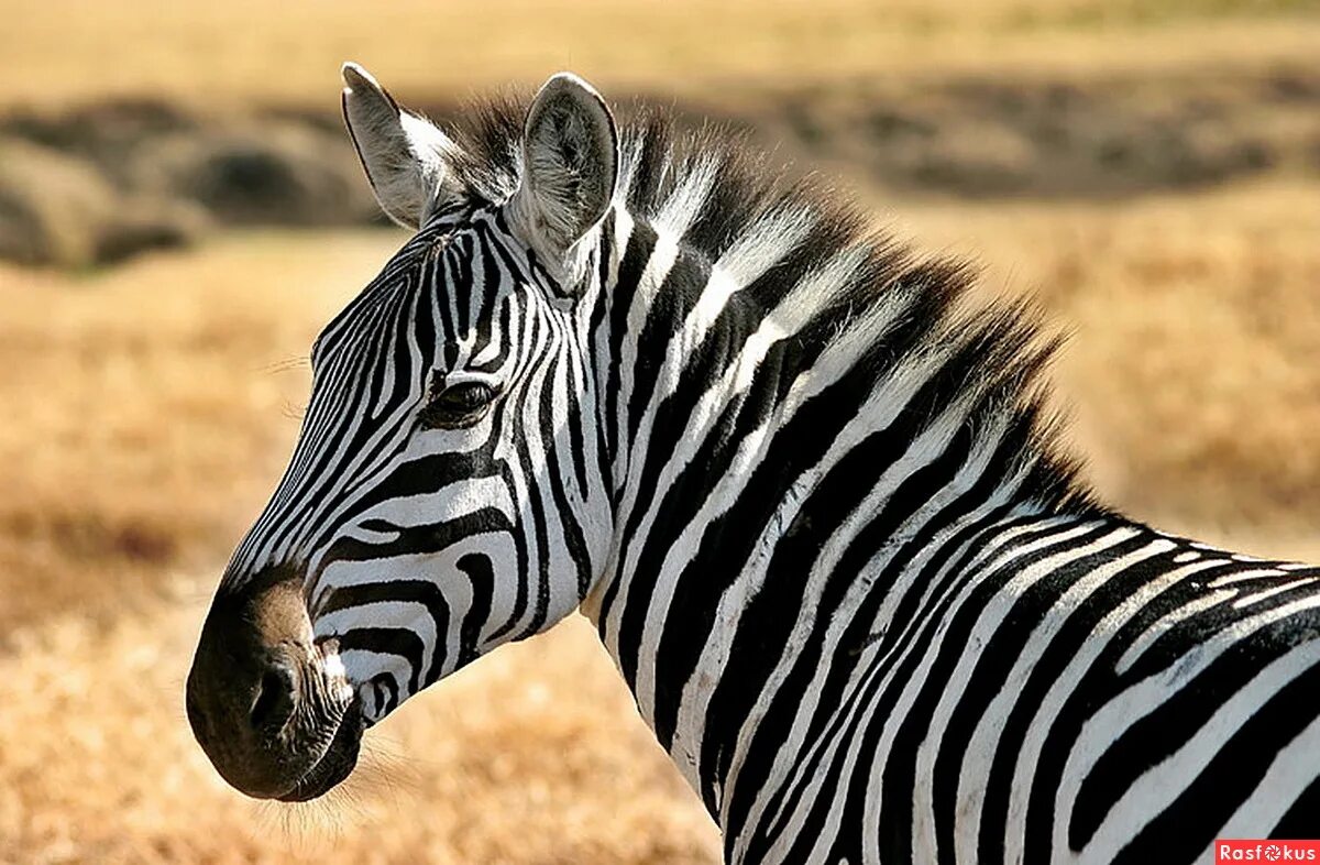 бурчеллова зебра в зоопарке. полузебра полулошадь. жирная зебра. зебра бежит. зебра картинка.