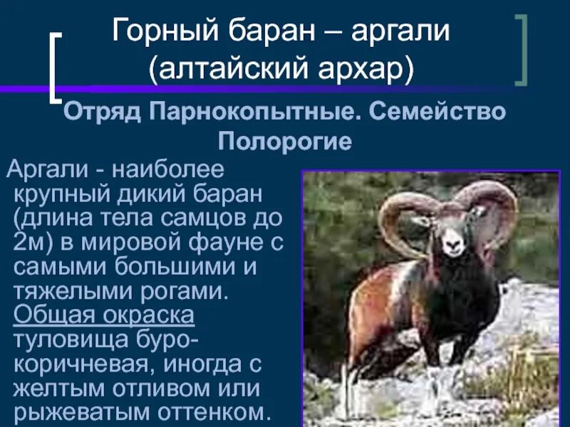 Алтайский Архар аргали. Горный баран Архар аргали. Алтайский горный баран аргали красная книга. Алтайский горный баран аргали описание.