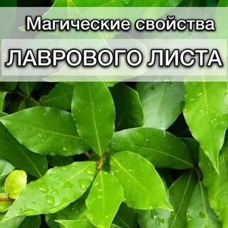 Свойство лаврового листа в медицине