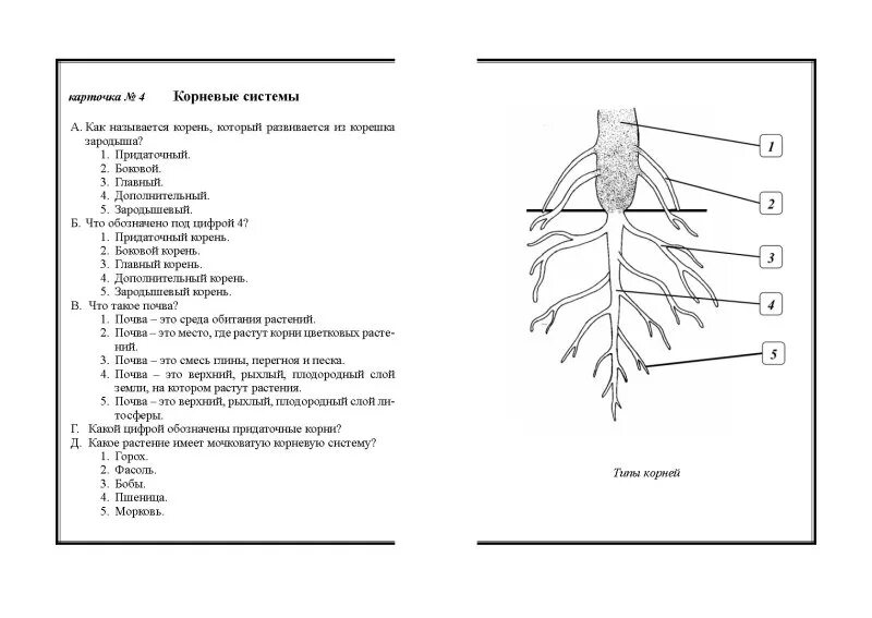 Строение растения 6 класс биология тест. Контрольная работа по биологии 6 класс строение корни. Биология 5 класс тема корни и корневые системы. Кр биология 6 класс 1 четверть. Биология 6 класс 1-2 четверть.