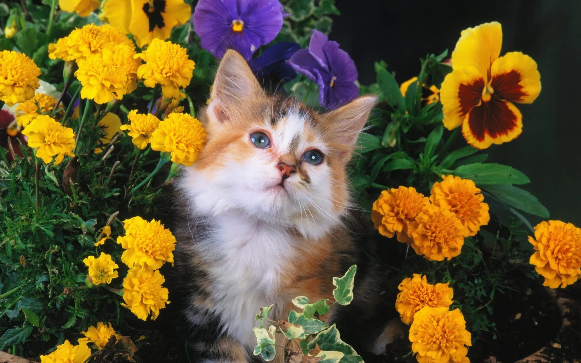 Кошка много цветов. Котенок в цветах. Кошечка в цветах. Красивые цветы и животные. Красивые котята.