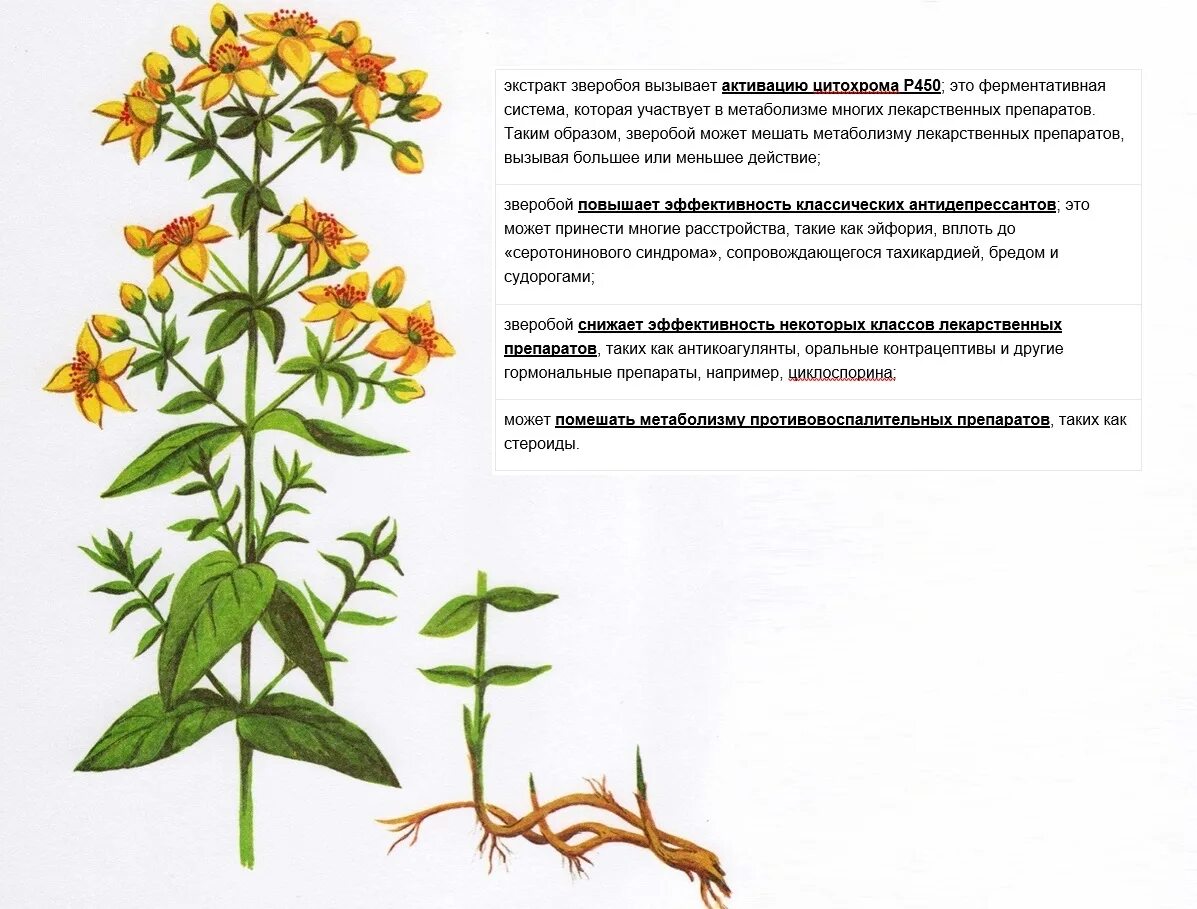 Типа зверобой. Трава зверобоя продырявленного. Трава зверобоя продырявленного рисунок. Зверобой продырявленный Фармакогнозия. Зверобой продырявленный листья.