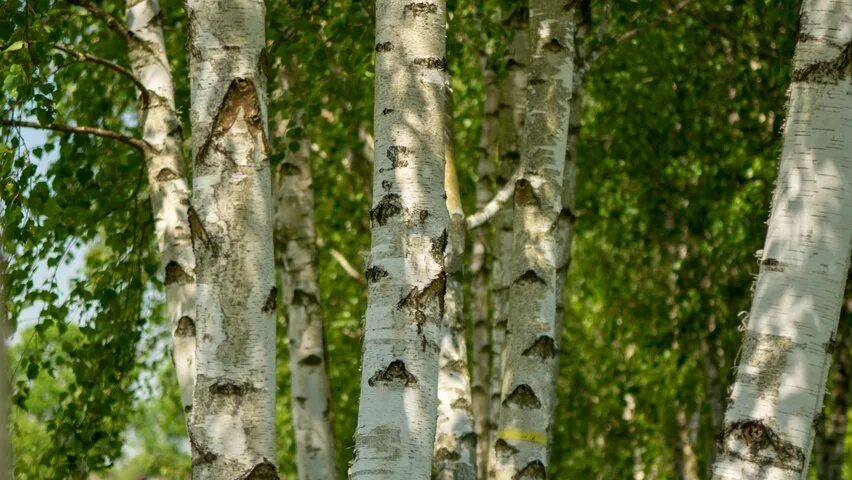 Береза пушистая Betula pubescens. Береза обыкновенная (Betula Alba). Берёза пушистая Betula pubescens Ehrh.. Betula pubescens дерево. Какие бывают березы