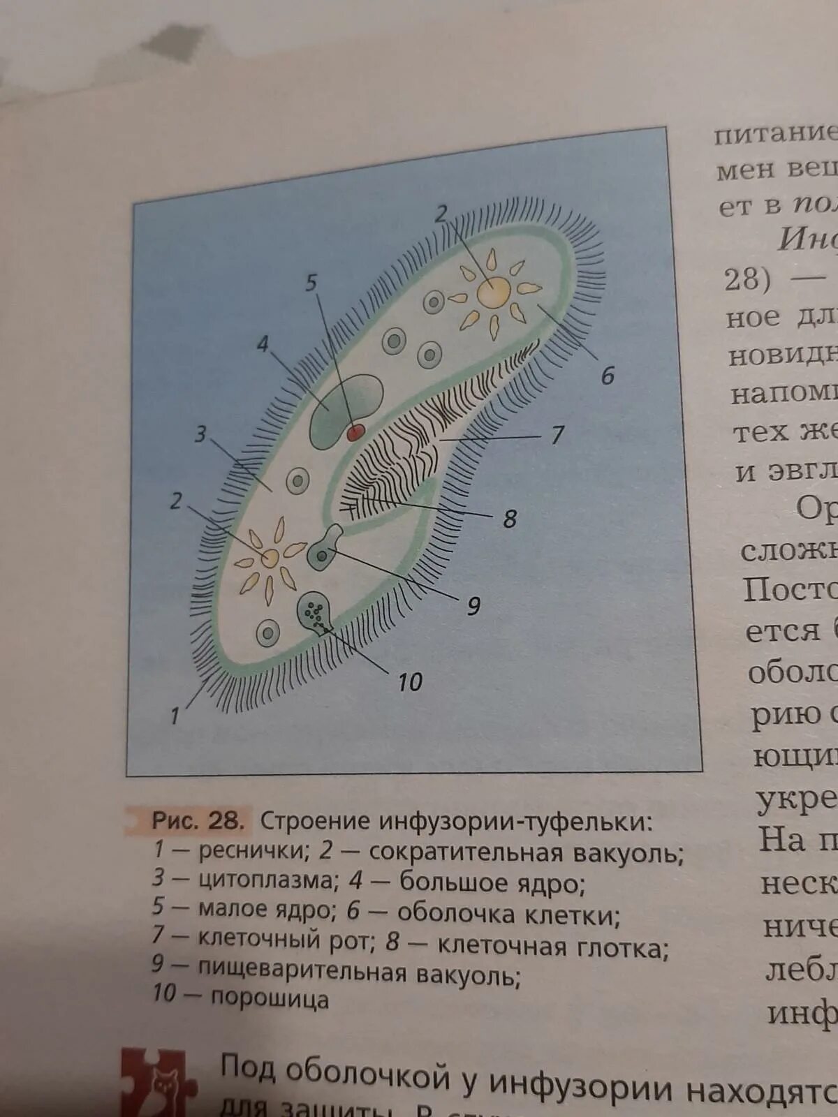 инфузория туфелька протоплазма. органоиды инфузория туфелька. сократительная вакуоль инфузории туфельки. порошица у инфузории. инфузория туфелька строение сократительная вакуоль.