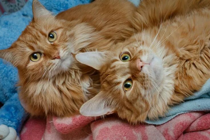 Cat Quotes By James Herriot Cats, Cat quotes, Cute cat quotes