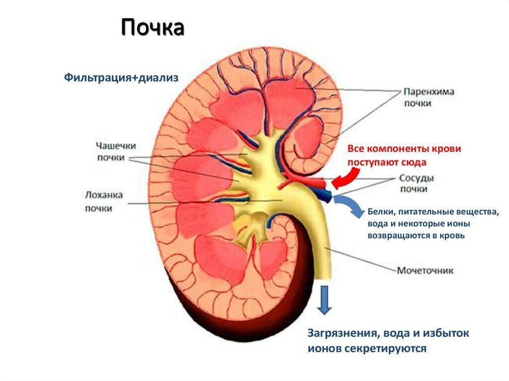 Структура лоханки. Строение почки человека паренхима. Строение паренхимы почки анатомия. Строма и паренхима почки. Лоханка почки анатомия.