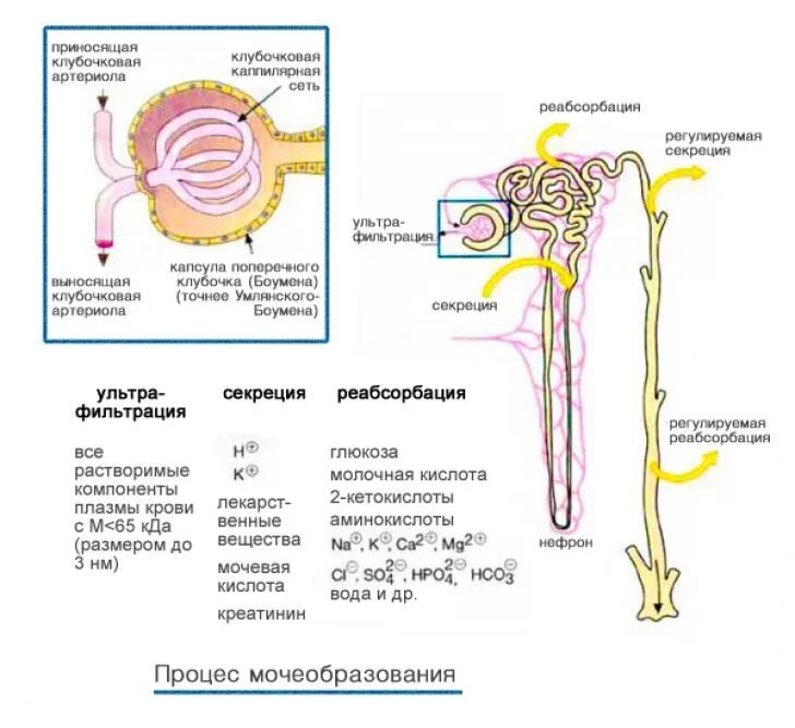 Строение нефрона механизм образования мочи. Схема строения нефрона и механизм образования мочи. Механизм фильтрации мочи. Образование мочи в нефроне схема.