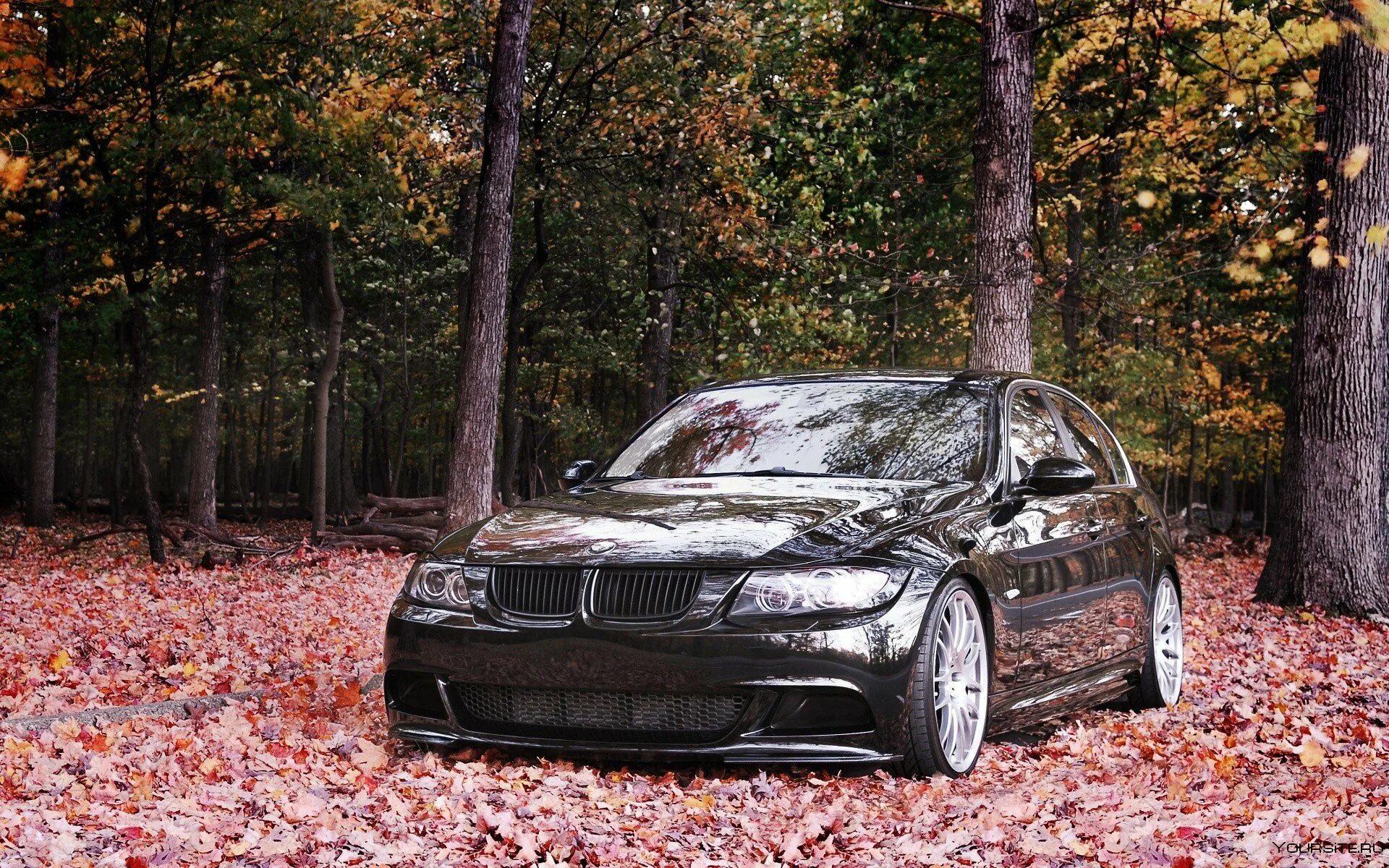 Капот в лесу. БМВ е60 осень. БМВ м5 в лесу. БМВ е60 в лесу. BMW e90 1080.