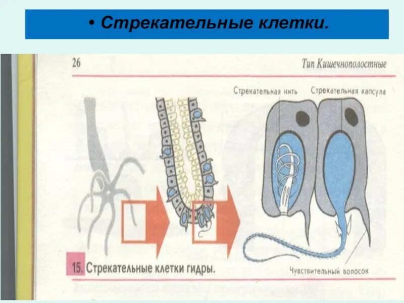 Стрекательные клетки находятся у гидры в. Стрекательные клетки кишечнополостных. Строение стрекательной клетки гидры. Стрекательные клетки функции. Функции стрекательных клеток у кишечнополостных.