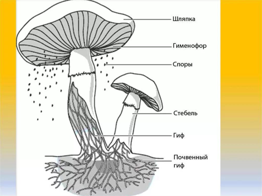 Трубчатое и пластинчатое плодовое тело. Грибы строение шляпочных грибов. Схема плодовое тело шляпочного гриба. Строение шляпочного гриба рисунок. Схема строения шляпочного гриба.