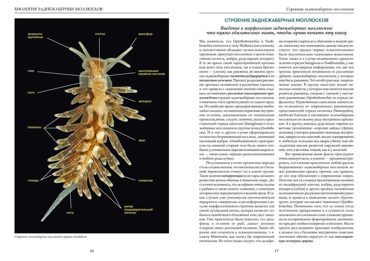 Заднежаберные моллюски. Заднежаберные моллюски строение. Подкласс Заднежаберные моллюски представители. Книдосаки заднежаберных моллюсков.