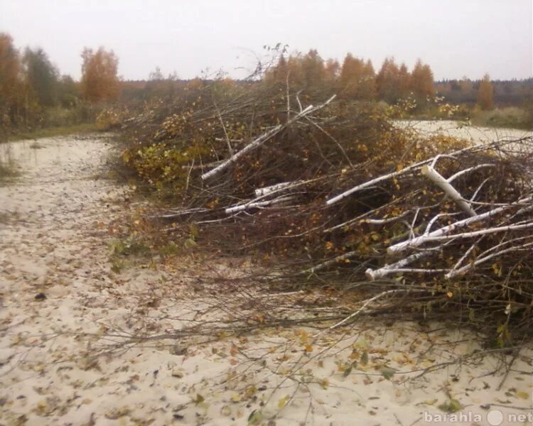 В мелколесье юные деревца. Вырубка кустарника. Вырубка мелколесья. Расчистка участка от деревьев и кустарников. Вырубка деревьев и кустарников.