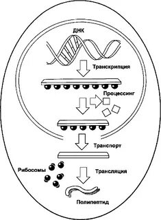 Реализация наследственной информации транскрипция