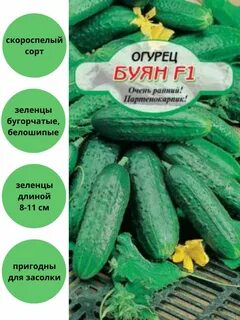 Сорта огурцов буян