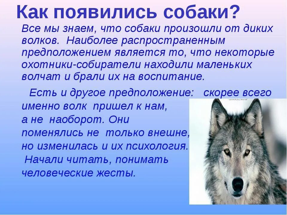 Как отличить волка. Как появились собаки. История о волках. Рассказы о чебанах и волках. Откуда появились волки.