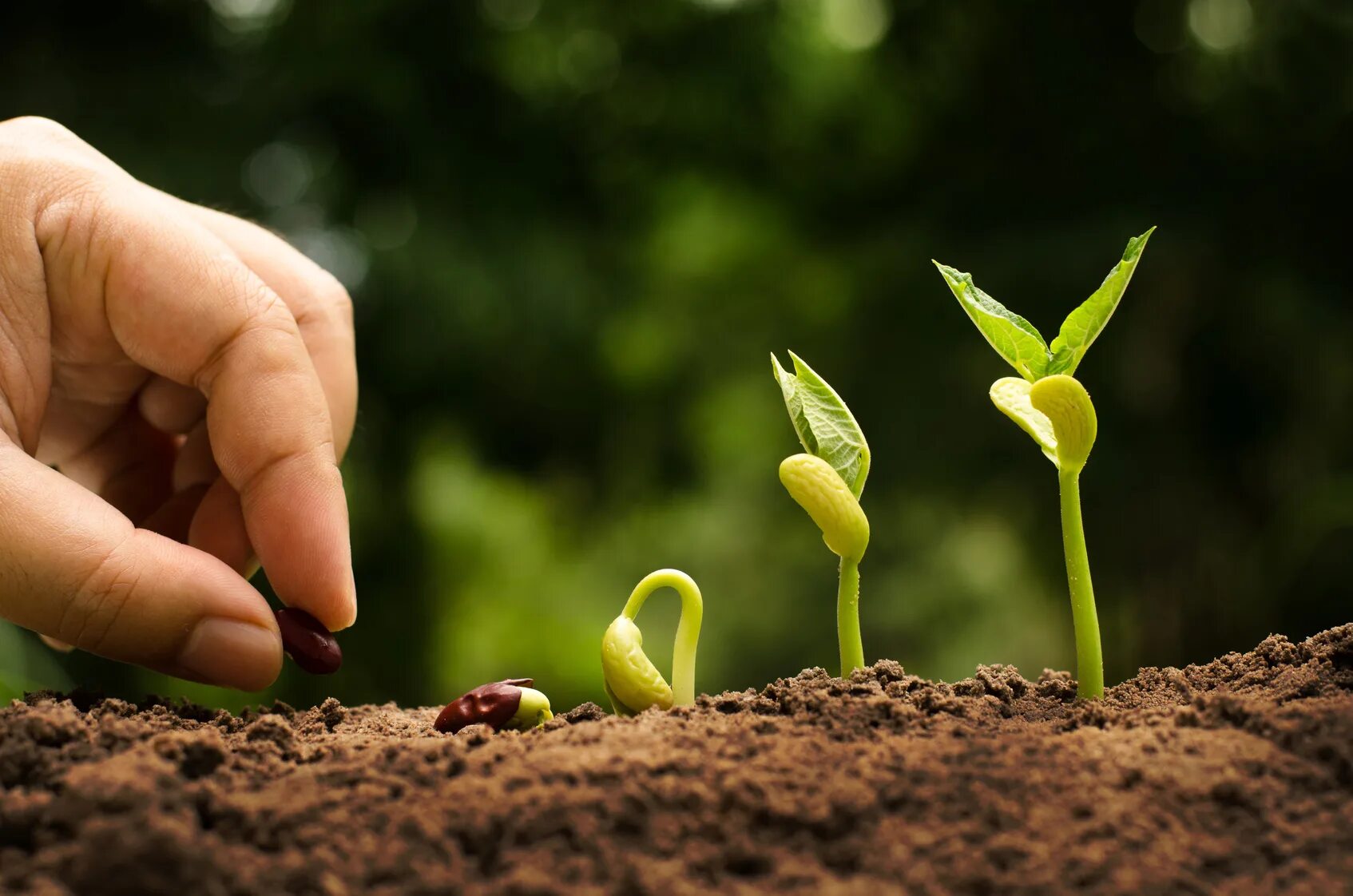 Natural farming. Семена сельское хозяйство. Семечко с ростком. Цветы в сельском хозяйстве. Ростки цветов.