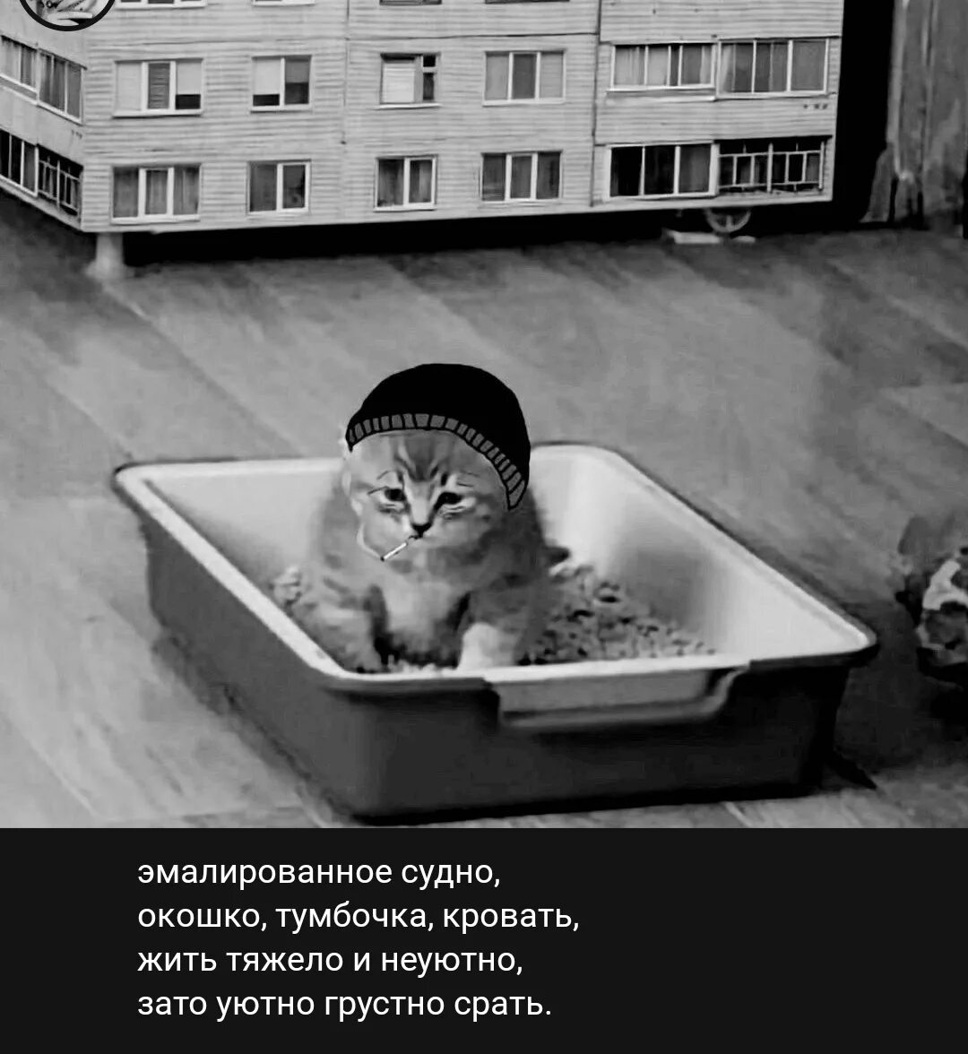 Песни жить тяжело и неуютно. Кот в лотке Мем. Лоток для котят. Котенок ДУМЕР. Мемы про лоток.