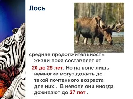 Какие животные долго живут