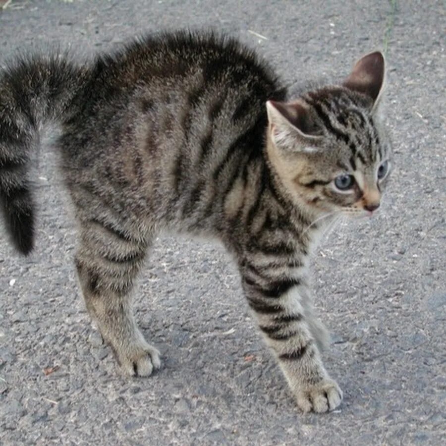 Кошка выгибается. Котенок дрожит. Кошка выгибает спину. Котенок который вздрагивает. Почему котята дрожат