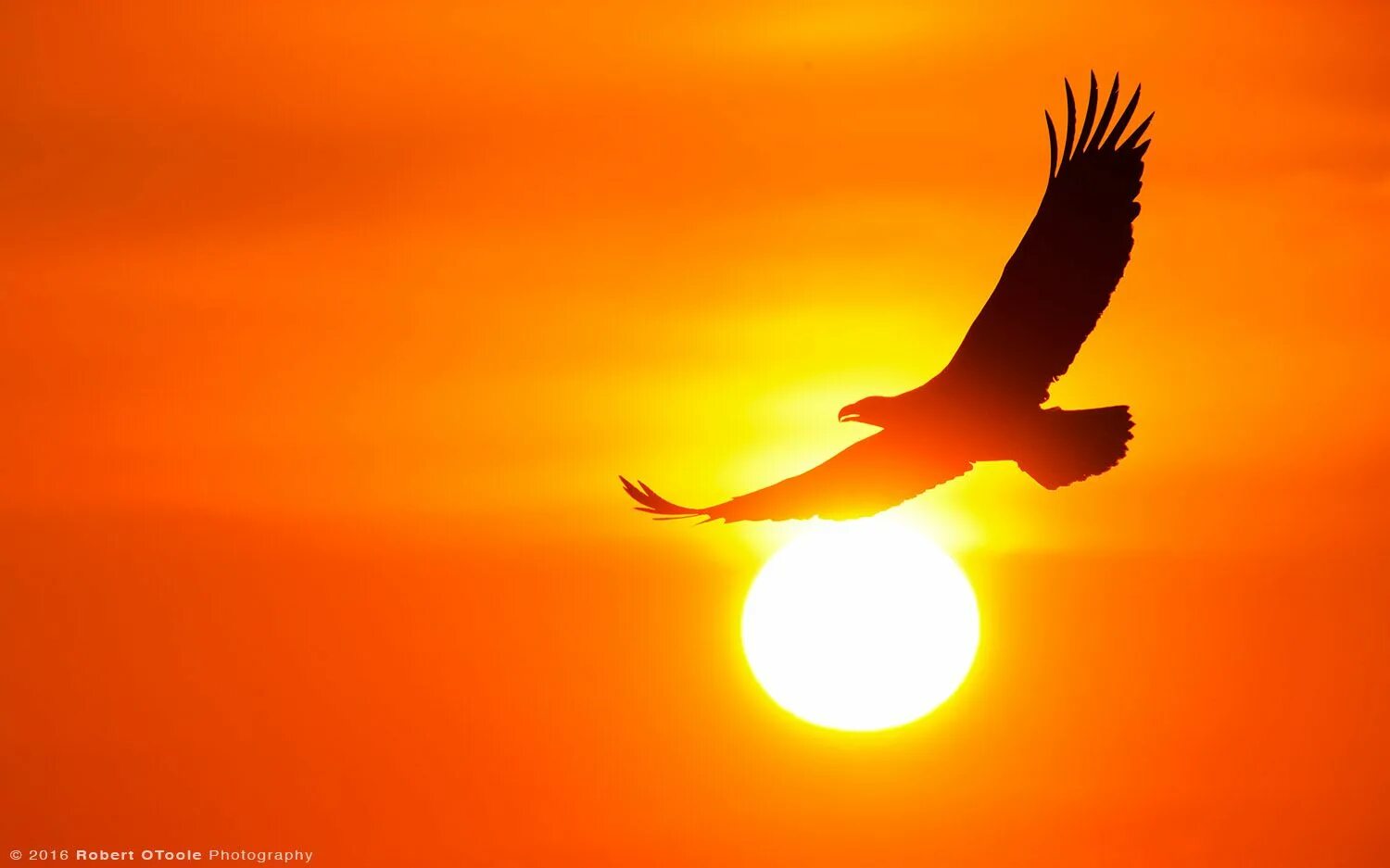 Орел на фоне солнца. Орел на закате. Орел в небе солнце. Орел в небе на закате.