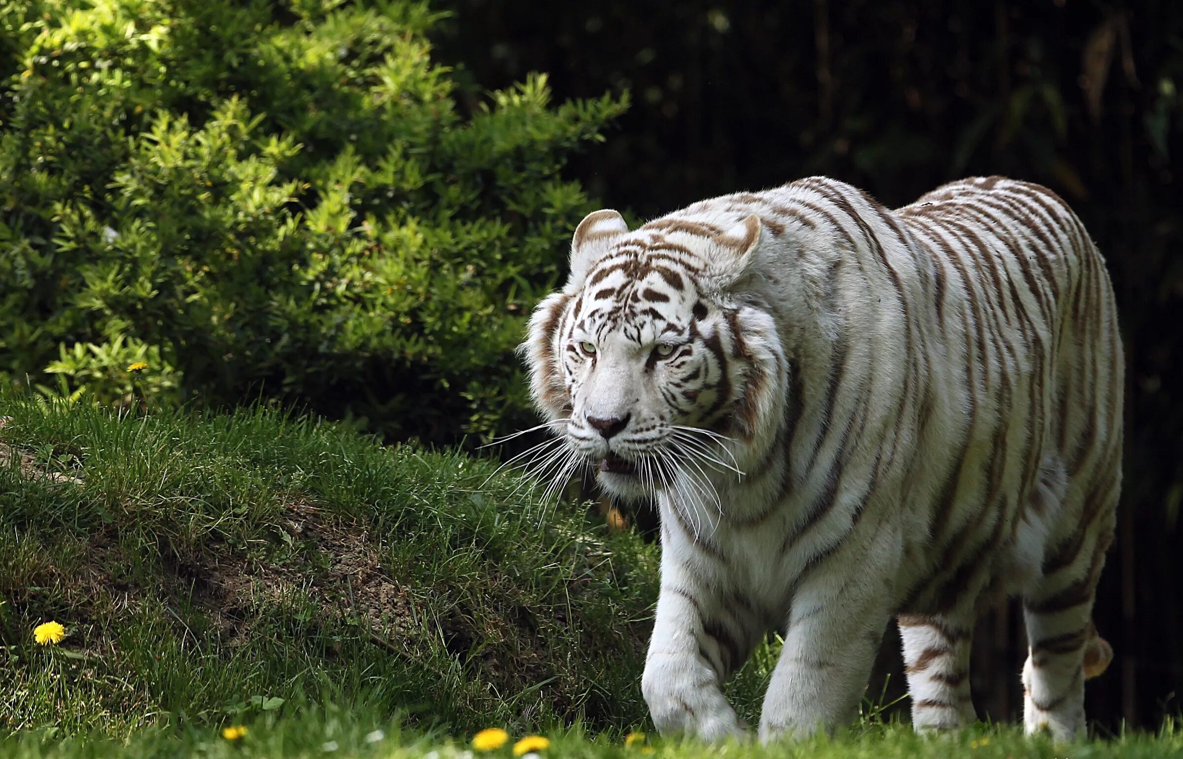 Белый тигр фото