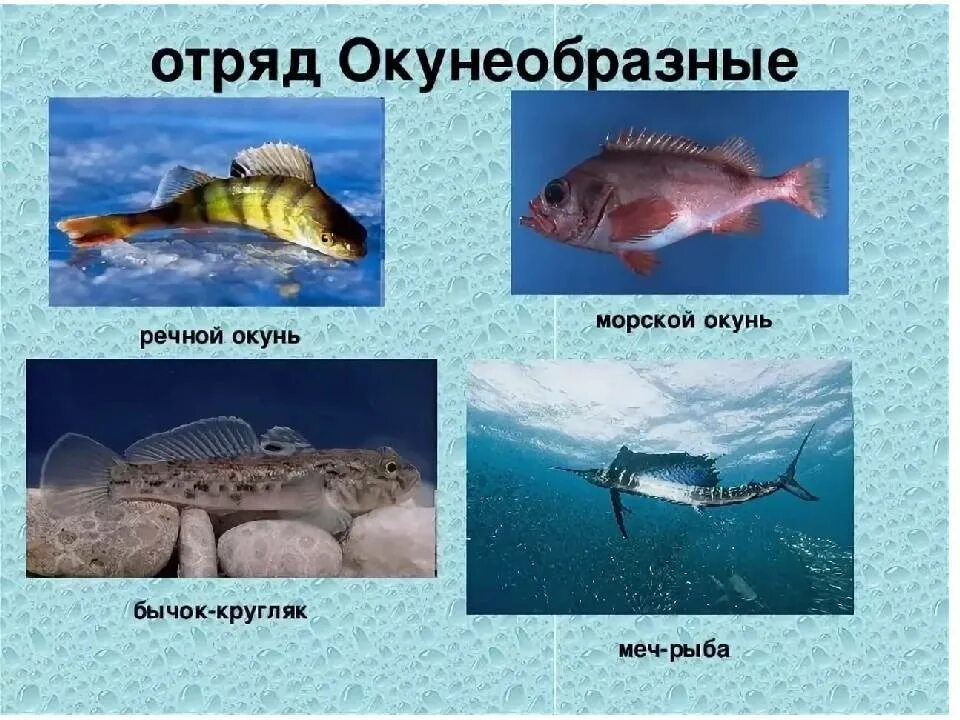 Рыбы примеры 3 класс. Отряд окунеобразные биология 7 класс. Отряд окунеобразные среда обитания. Окунеобразные отряд рыб характеристика. Класс костные рыбы окунеобразные.