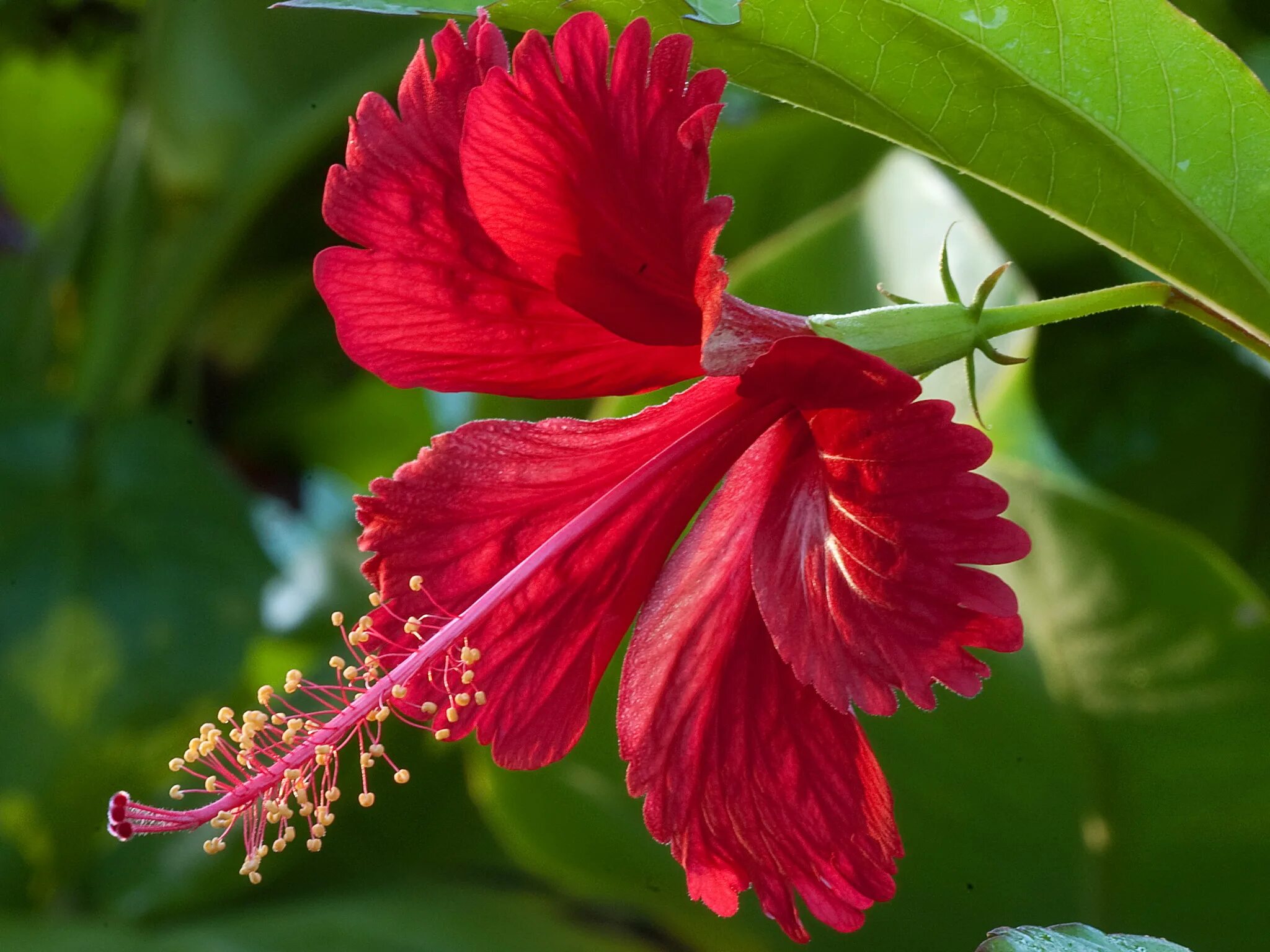 Red plant. Каркаде (гибискус). Каркаде гибискус дерево. Красные цветы гибискуса.