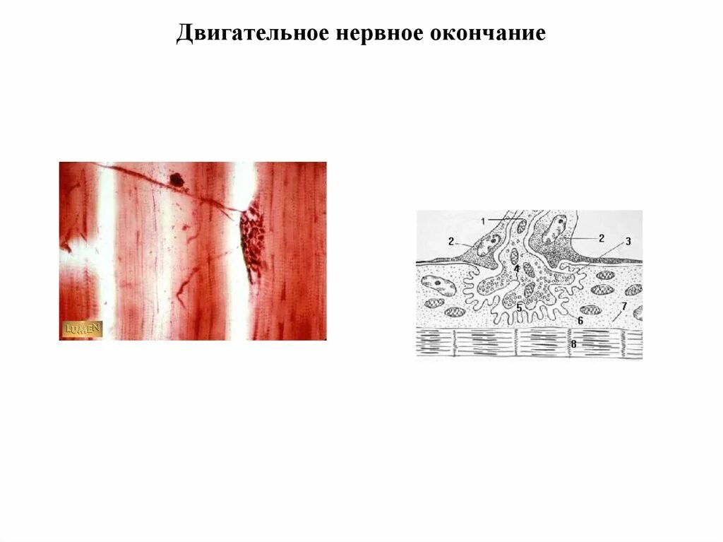 Нервное окончание в гиподерме
