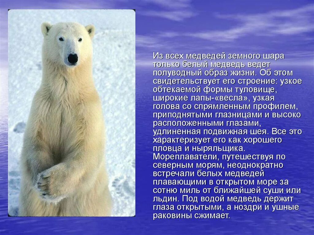 Приспособленность белого медведя к среде обитания. Черты приспособления медведя к среде обитания. Черты приспособления медведя к среде обитания. Относительная приспособленность. Черты приспособления медведя к среде обитания.
