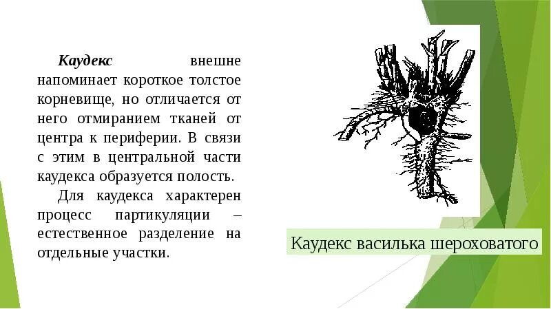 Приведите 2 3 примера растений имеющих корневища Презентация по биологии на тему: "Видоизменения побегов"
