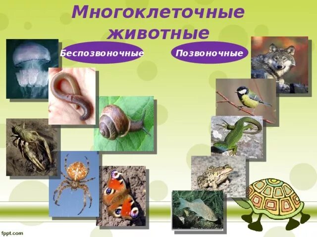 Многоклеточное позвоночное животное. Многоклеточные животные. Разнообразие многоклеточных животных. Многоклеточные позвоночные животные. Многоклеточных беспозвоночных животных..