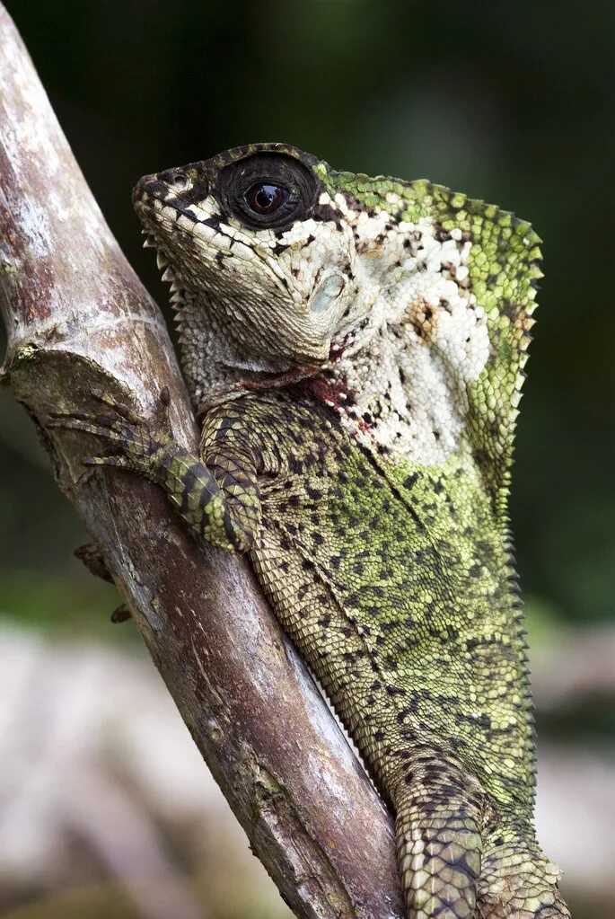 Страшные ящеры. Шишконосая агама. Corytophanes cristatus. Геккон Василиск. Геккон Туке.