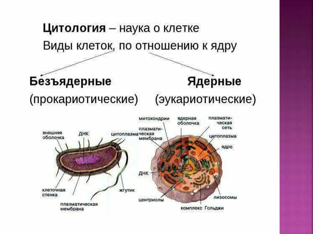 Клетки прокариот отличаются