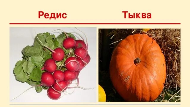 Корень тыквы. Поперечный срез корня тыквы под микроскопом. Корешок тыквы. Корешок тыквы. Корень тыквы.