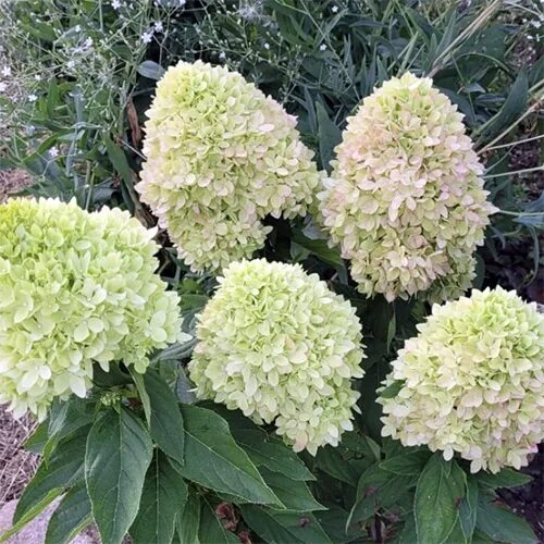 Гортензия метельчатая Би Грин (Hydrangea paniculata Bee Green)
